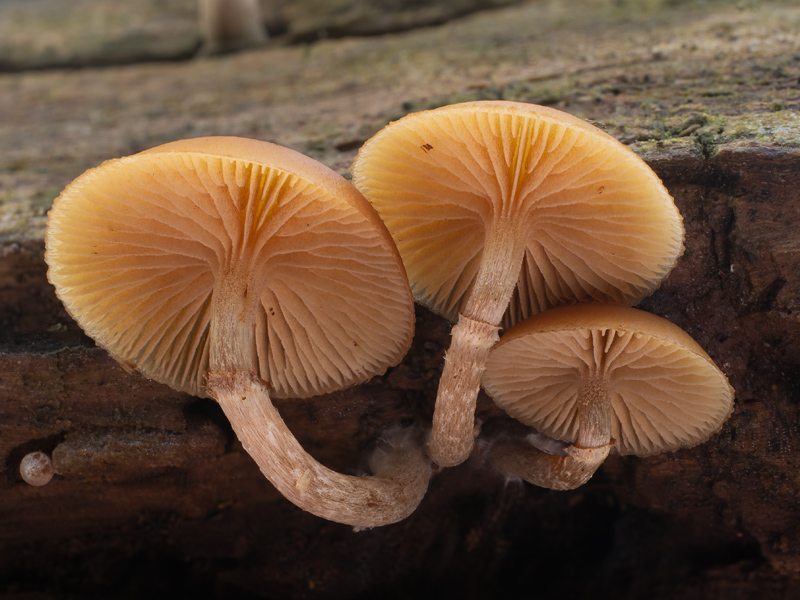 Galerina marginata